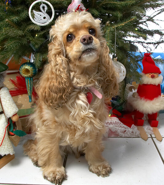 Alicia Beneath the Christmas Tree