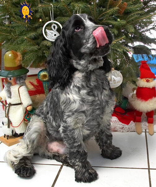 Leo Beneath the Christmas Tree