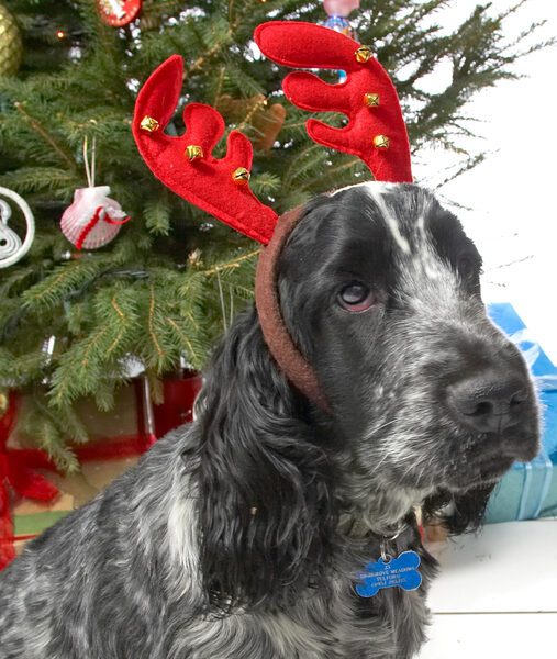 Leo in the Red Antlers
