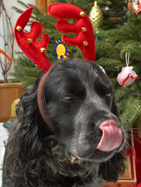 Bracken and the Red Antlers