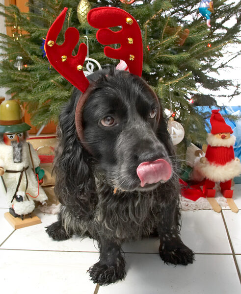 Bracken and the Red Antlers