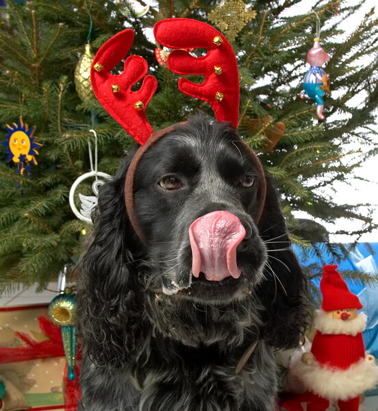 Bracken and the Red Antlers
