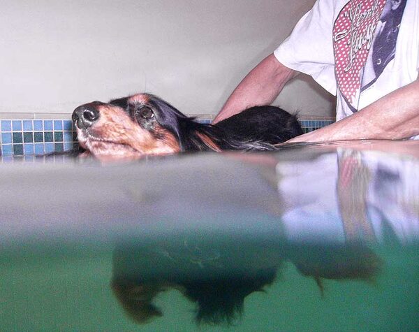 Whistler Having A Swim