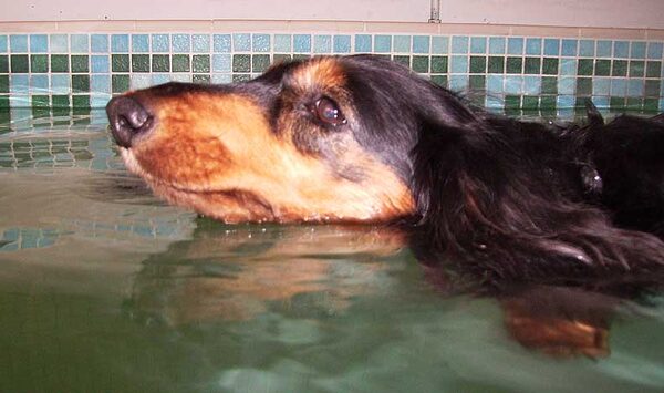 Swimming Whistler
