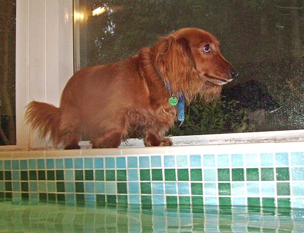 Molly Tormenting Whistler From The Side of the Pool