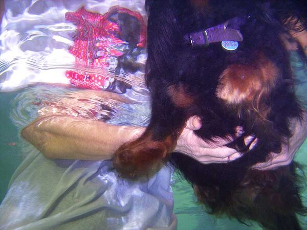 Whistler Swimming -- Underwater View