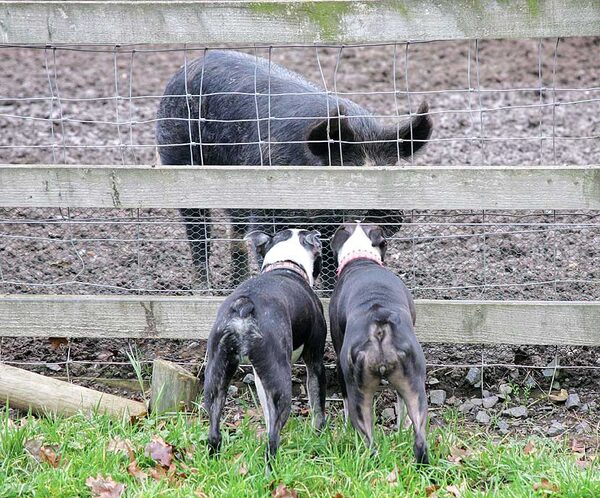 Mugsy and Cavi Talking With The Pig