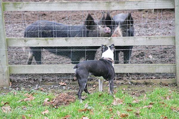 Mugsy saying hello to the Berkshire ladies