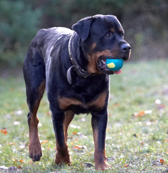 It's my turn for the ball