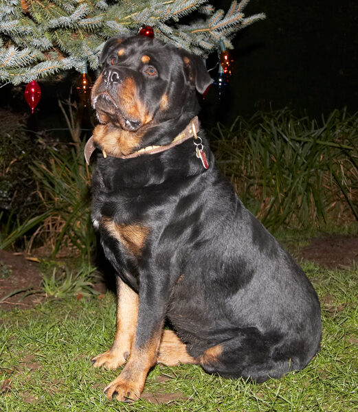 I am soooooooooo regal
