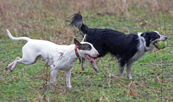 C'mon, pupster, keep up