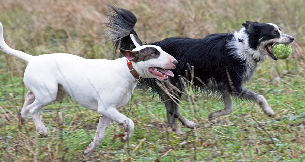Hey, you're keeping up - not bad for a Bull Terrier
