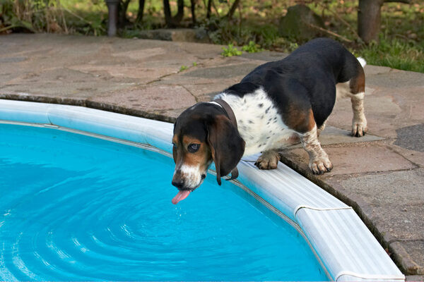 Wow, what a big drinking bowl