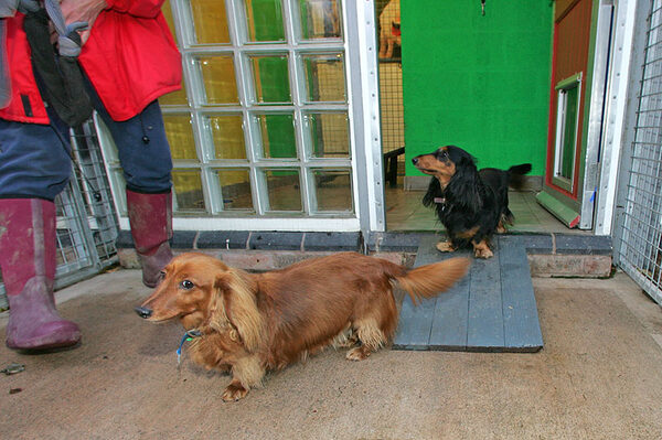 Molly and Whistler Getting Ready for a Walk