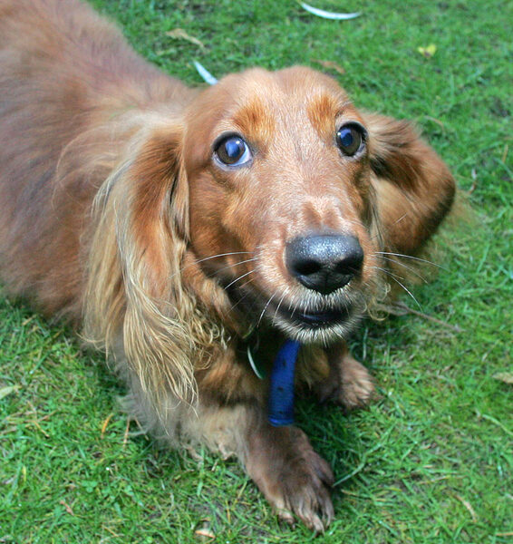Molly