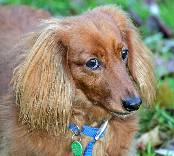 Molly