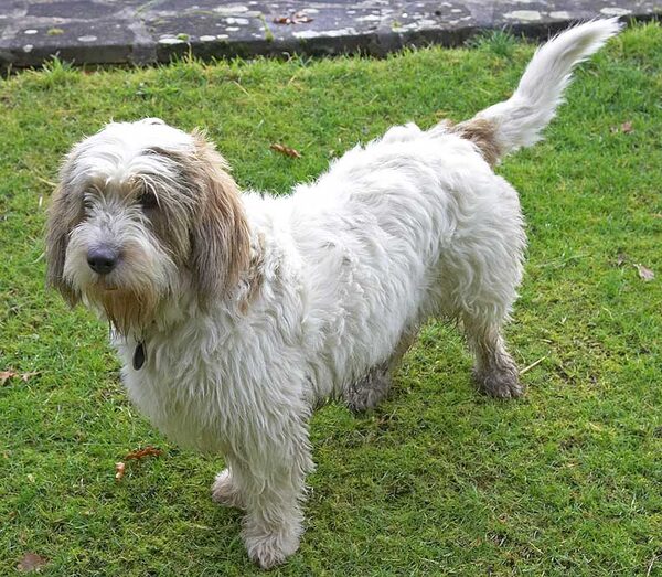 Alfie