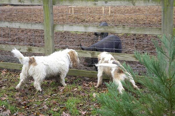 Alfie & Libbie greeting the Berkshire pigs