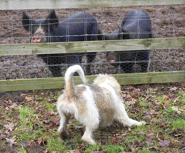 Libbie getting excited, Berkshire pigs above it all!!