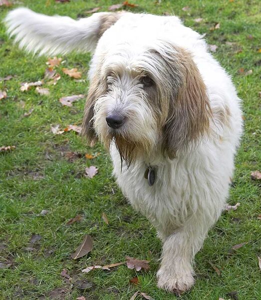Alfie