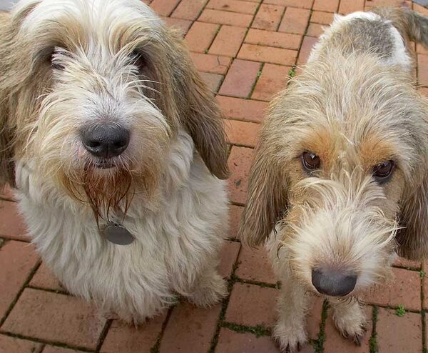 Alfie & Libbie looking as cute as all gitgo