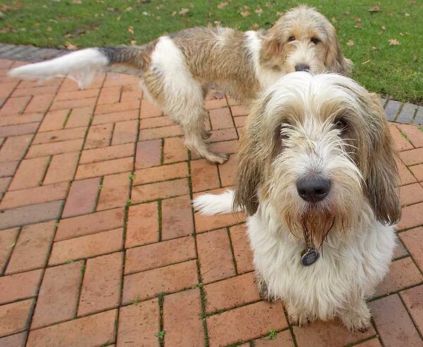 Alfie looking for peanut butter, Libbie ready for play