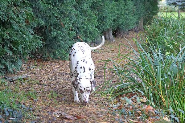 Cookie checking out all those smells