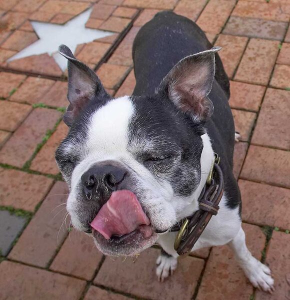Mugsy just loving peanut butter