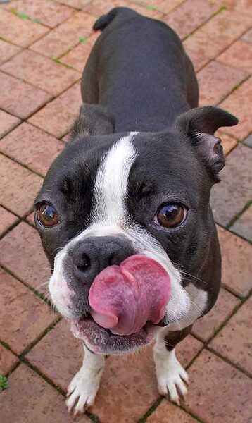 Cavi almost licking her whole face!!