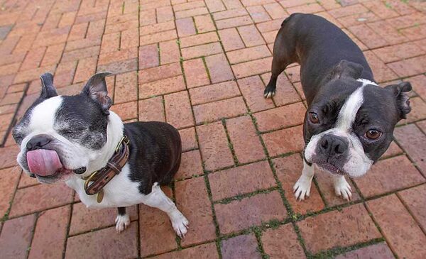 Mugsy & Cavi enjoying their peanut butter afternoon