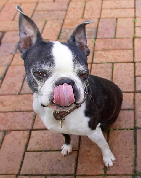 Mugsy getting every last bit of that peanut butter