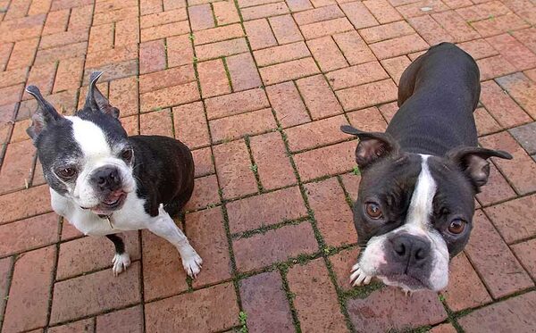 Mugsy & Cavi wanting more peanut butter