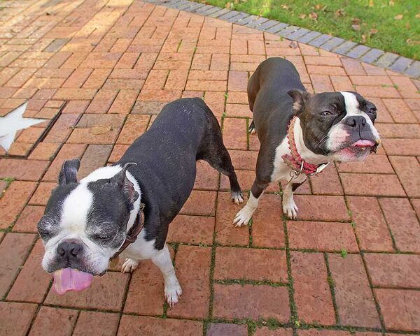 Mugsy & Cavi working on peanut butter