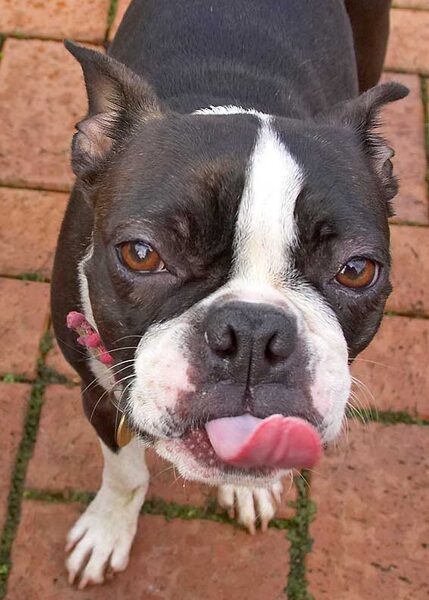 Cavi licking her chops