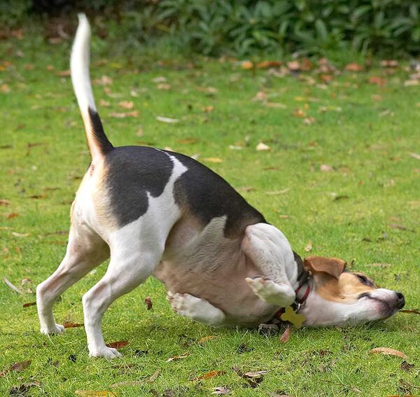 Yep, that smell is good enough to roll in!