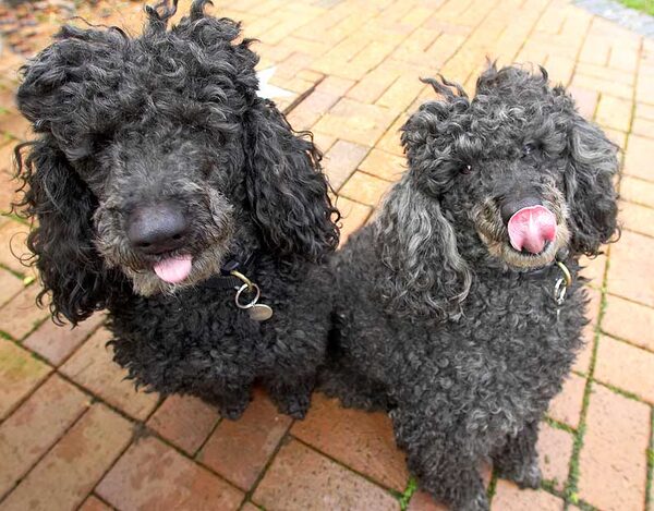 Bali & India at their peanut butter picnic