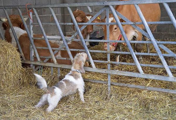 Libbie stretching up to meet Carole