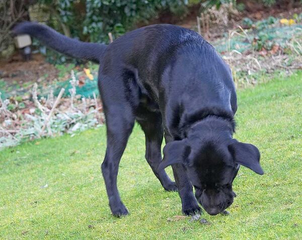 Slipper checking out those smells