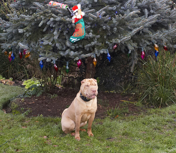 Oh, all right, I'll sit in front of the tree!