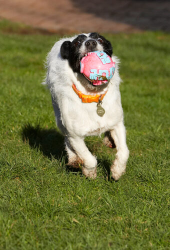 Here I come for another throw