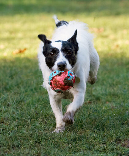 You don't want to know where this ball has been........