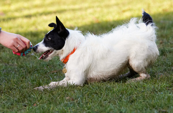 ......... well, OK, if you promise to throw it again