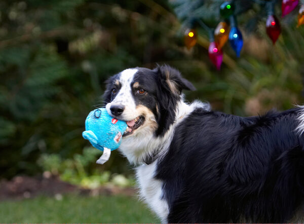 Have you seen my pressie?