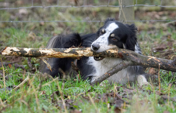 Hey, I'm good at this stick whittling