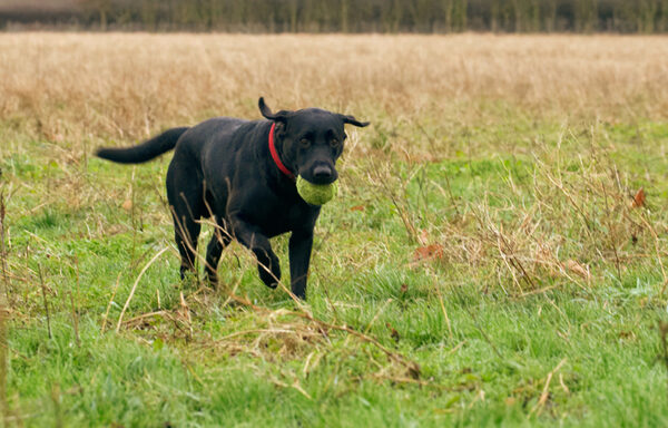 Here I come, get ready for another throw