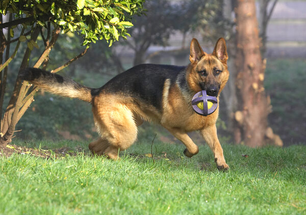 Sasha Playing Catch