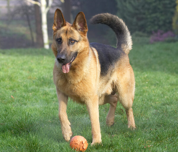 That's my job - to guard the ball