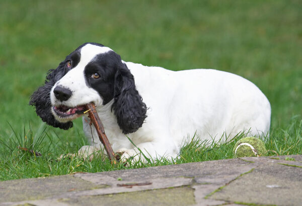 Who wants a ball when you can chew on a grubby stick!