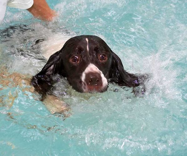 Chester Swimming for the Exit
