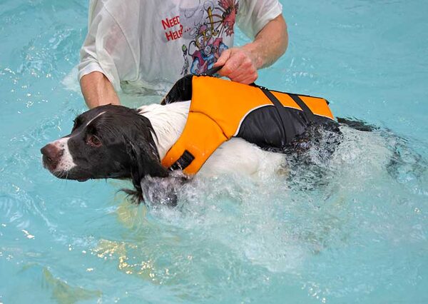 Chester in the Doggie Life Jacket